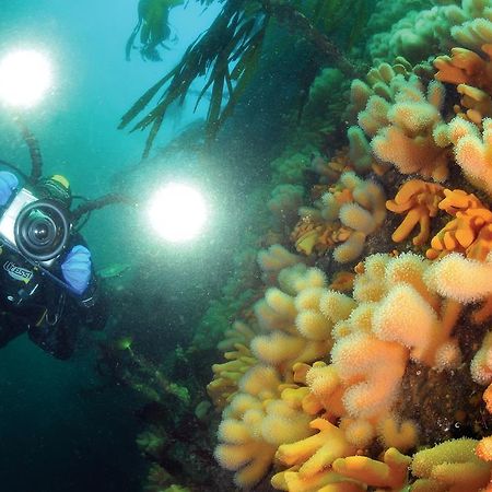Gulen Dive Resort Dalsøyra Kültér fotó