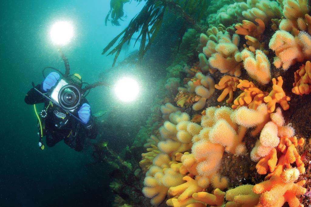 Gulen Dive Resort Dalsøyra Kültér fotó